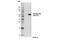 Akt antibody, 15116S, Cell Signaling Technology, Western Blot image 