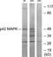 p42-MAPK antibody, TA326099, Origene, Western Blot image 
