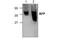 Beta Fluorescence Protein antibody, MBS837555, MyBioSource, Western Blot image 