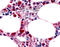 F4/80 antibody, TA340886, Origene, Immunohistochemistry paraffin image 