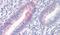 Prominin 2 antibody, PA5-32995, Invitrogen Antibodies, Immunohistochemistry frozen image 