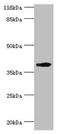 H-2D(D) antibody, orb352369, Biorbyt, Western Blot image 