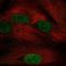 Nucleosome Assembly Protein 1 Like 5 antibody, HPA058227, Atlas Antibodies, Immunocytochemistry image 