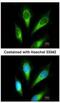 Lysosomal acid phosphatase antibody, NBP2-15250, Novus Biologicals, Immunocytochemistry image 