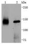 Neurotrophic Receptor Tyrosine Kinase 1 antibody, NBP2-67473, Novus Biologicals, Western Blot image 