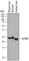 Biliverdin Reductase B antibody, AF6568, R&D Systems, Western Blot image 