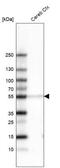 POU Class 3 Homeobox 2 antibody, NBP2-61436, Novus Biologicals, Western Blot image 