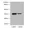 Osteoglycin antibody, A57045-100, Epigentek, Western Blot image 