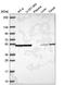 Importin 4 antibody, HPA064572, Atlas Antibodies, Western Blot image 