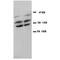 PTPA antibody, orb18065, Biorbyt, Western Blot image 