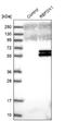 RNA Binding Fox-1 Homolog 1 antibody, NBP1-90304, Novus Biologicals, Western Blot image 