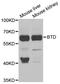 Biotinidase antibody, LS-C335648, Lifespan Biosciences, Western Blot image 