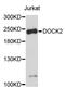 Dedicator Of Cytokinesis 2 antibody, A03836-1, Boster Biological Technology, Western Blot image 