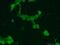 Deoxyuridine 5 -triphosphate nucleotidohydrolase antibody, 13740-1-AP, Proteintech Group, Immunofluorescence image 
