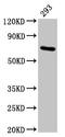 Heat Shock Protein Family A (Hsp70) Member 1A antibody, CSB-PA10899A0Rb, Cusabio, Western Blot image 