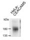 Carcinoembryonic Antigen Related Cell Adhesion Molecule 3 antibody, NBP2-54624, Novus Biologicals, Immunoprecipitation image 
