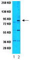 Protein Phosphatase 1 Regulatory Subunit 12A antibody, MBS616540, MyBioSource, Western Blot image 