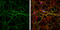 Internexin Neuronal Intermediate Filament Protein Alpha antibody, GTX133356, GeneTex, Immunocytochemistry image 