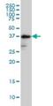 SEC2 antibody, H00002524-M02, Novus Biologicals, Western Blot image 
