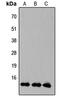 KLF10 antibody, abx121508, Abbexa, Western Blot image 