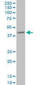 NIPP1 antibody, LS-C139242, Lifespan Biosciences, Western Blot image 