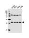 Exosome Component 6 antibody, PA5-49138, Invitrogen Antibodies, Western Blot image 
