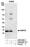 Actin Related Protein 2/3 Complex Subunit 4 antibody, A305-385A, Bethyl Labs, Immunoprecipitation image 