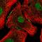Forkhead Box A2 antibody, HPA066846, Atlas Antibodies, Immunofluorescence image 