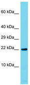 Ras-related protein Rap-1A antibody, TA343312, Origene, Western Blot image 