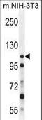 Nucleoporin 107 antibody, LS-C163067, Lifespan Biosciences, Western Blot image 