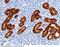 Epithelial Cell Adhesion Molecule antibody, 50591-R065, Sino Biological, Immunohistochemistry frozen image 