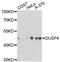 Dual Specificity Phosphatase 4 antibody, A2726, ABclonal Technology, Western Blot image 