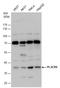 Phospholipid Scramblase 4 antibody, GTX120007, GeneTex, Western Blot image 