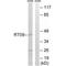 Mitochondrial Ribosomal Protein S9 antibody, A14072, Boster Biological Technology, Western Blot image 