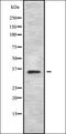 MAGA2 antibody, orb336215, Biorbyt, Western Blot image 