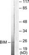 BCL2 Like 11 antibody, TA326096, Origene, Western Blot image 