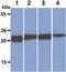 Lipopolysaccharide Induced TNF Factor antibody, MBS200149, MyBioSource, Western Blot image 