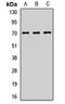 Leucine Rich Repeat And Ig Domain Containing 1 antibody, orb412866, Biorbyt, Western Blot image 