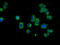Nucleoside diphosphate kinase, mitochondrial antibody, GTX84034, GeneTex, Immunofluorescence image 