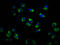 Opsin 3 antibody, LS-C680984, Lifespan Biosciences, Immunofluorescence image 