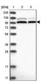 S1 RNA Binding Domain 1 antibody, PA5-56505, Invitrogen Antibodies, Western Blot image 