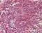 Synaptosome Associated Protein 23 antibody, orb96442, Biorbyt, Immunohistochemistry paraffin image 