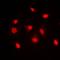 H/ACA ribonucleoprotein complex subunit 4 antibody, orb318768, Biorbyt, Immunofluorescence image 