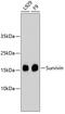 Survivin antibody, 13-777, ProSci, Western Blot image 