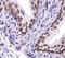 Sorting nexin-27 antibody, NBP1-45283, Novus Biologicals, Immunohistochemistry frozen image 