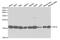 Eukaryotic translation initiation factor 5A-1 antibody, TA332499, Origene, Western Blot image 