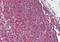 Ribosomal Protein L8 antibody, orb88783, Biorbyt, Immunohistochemistry paraffin image 