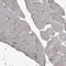 CKLF Like MARVEL Transmembrane Domain Containing 6 antibody, HPA026980, Atlas Antibodies, Immunohistochemistry frozen image 