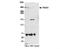 Fraser Extracellular Matrix Complex Subunit 1 antibody, NBP2-59101, Novus Biologicals, Western Blot image 