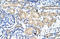 Potassium Voltage-Gated Channel Subfamily A Regulatory Beta Subunit 2 antibody, orb324737, Biorbyt, Immunohistochemistry paraffin image 